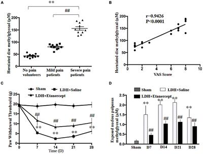 TNF-ɑ Induces Methylglyoxal Accumulation in Lumbar Herniated Disc of Patients With Radicular Pain